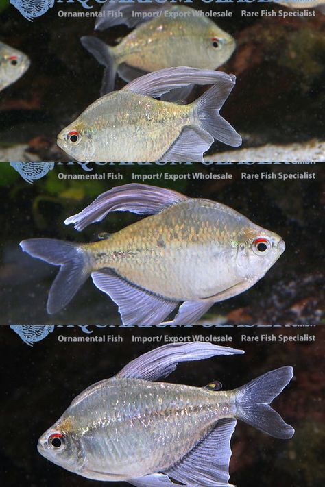 Tetra Fish, Rare Fish, Undersea World, Freshwater Aquarium Fish, Exotic Fish, Phish, Freshwater Aquarium, Planted Aquarium, Aquarium Fish