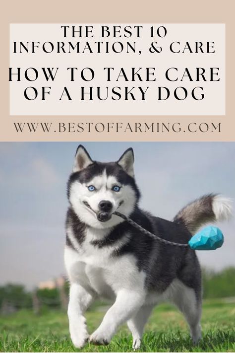 Owning A Husky, Husky Puppy Training, Husky Pups, Husky Breeds, Outside Dogs, Husky Puppies, Dog Grooming Tips, Siberian Husky Dog, My Husky