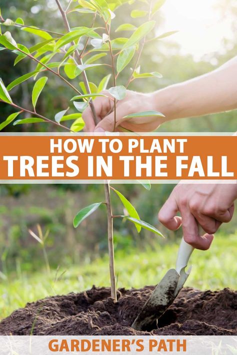 Visit Gardener’s Path now to learn why fall is the best time to plant trees in your landscape, discover what “fall” actually means, depending on what part of the country you live in, and get expert advice about all the steps involved in planting trees for maximum chances of success. #fallgardening #plantingtrees #gardenerspath Trees To Plant In The Fall, How To Plant Trees, Seasonal Gardening, Nature Learning, Trees For Front Yard, Green Backyard, Planting A Tree, Fall Gardening, Planting Guide