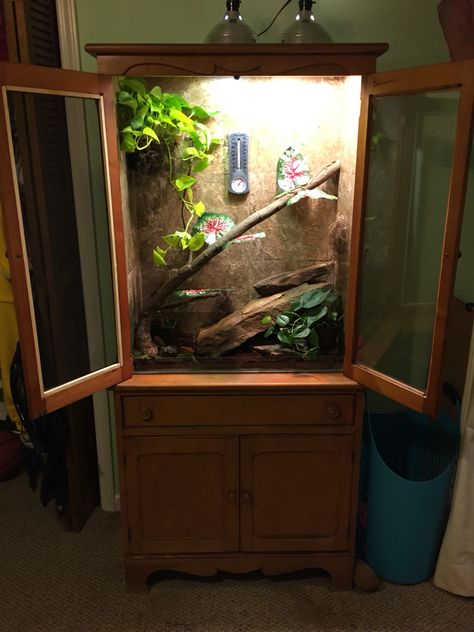 China cabinet converted to anole lizard habitat China Cabinet Terrarium, Reptile Cabinet Diy, Anole Terrarium, Lizard Home Ideas, Bedroom With Reptile Tank, China Cabinet Reptile Enclosure, Diy Wooden Reptile Enclosure, Dragon Enclosure, Diy Bearded Dragon Enclosure