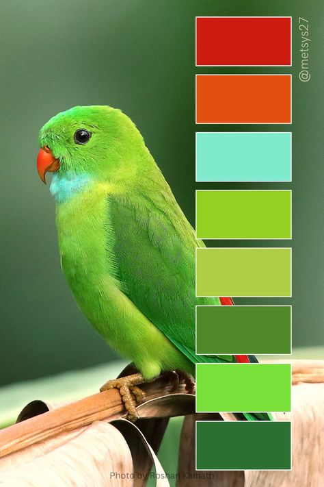 { #colorpalette #colors #designers #green #bird #colorful } Parrot Green Color Palette, Parrot Color Palette, Bird Color Palette, Camera Packaging, Green Color Combinations, Parrot Green, Palette Design, Good Color Combinations, Green Bird