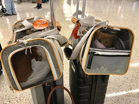 Traveling With A Cat, Flying With Pets, Dog Travel Essentials, Traveling With Cats, Travel Cat, Cat Travel Carrier, On An Airplane, Cat Leash, Dog Essentials