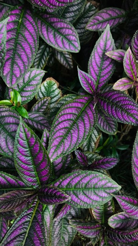 Purple Leaves Plants, Propagate Coleus, Lavender Inspiration, Types Of Cactus Plants, Plants From Cuttings, Leaves Photography, Goth Garden, Paradise Plant, Air Plants Care