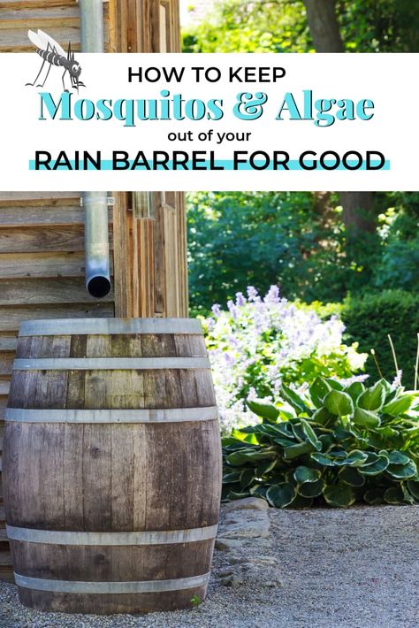 How To Keep Mosquitos Out Of Rain Barrel, Rain Barrel Without Gutters, Water Barrels Rainwater Harvesting, Rain Barrel Gutter System, How To Make A Rain Barrel, Catching Rain Water Ideas, Diy Rain Barrel System, Rain Chain Water Collection, Rain Saucer Diy