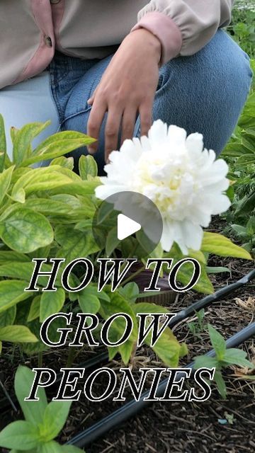 Robin Blood - B.Blumen on Instagram: "Have you tried to grow peonies? Watch this video and give it a shot!" Grow Peonies, Growing Peonies, Flower Farm, Have You Tried, Watch Video, You Tried, Peonies, Flower Garden, To Grow