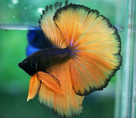 ! Siamese Fish, Ikan Air Tawar, Kolam Koi, Betta Fish Types, Pretty Fish, Aquarium Terrarium, Half Moons, Beta Fish, Freshwater Aquarium Fish