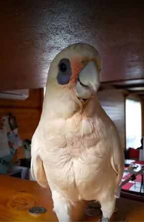 Talking Birds Videos, Pet Cockatoo, Talking Birds, Funny Bird Pictures, Temper Tantrum, Talking Parrots, Funny Talking, Talking Animals, Funny Parrots