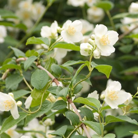 Mock Orange Bush, Mock Orange Shrub, Front Garden Landscape, Mock Orange, Orange Plant, Full Sun Plants, Garden Oasis, Low Maintenance Plants, White Gardens