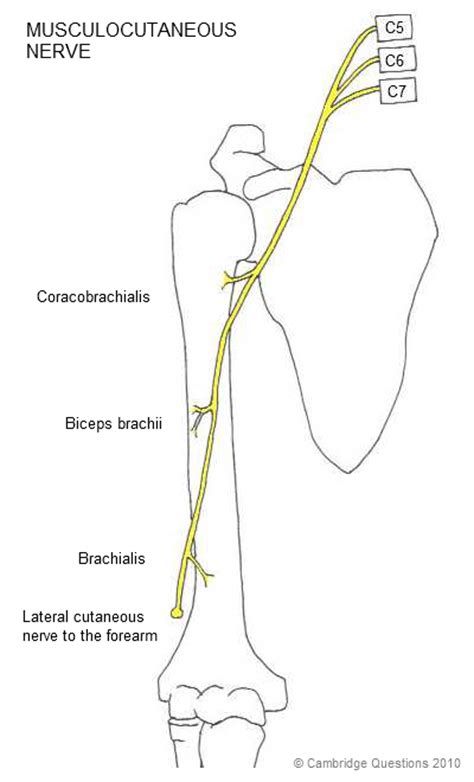 musculocutaneous nerve - Ecosia Musculocutaneous Nerve, Axillary Artery, Brachial Plexus, Biceps Brachii, Acupressure, Acupuncture, Nerve, Renewable Energy, The Search