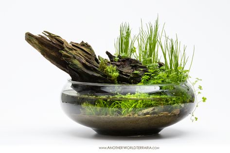 Hydrocotyle Tripartita, Glass Bottle Craft, Mos Wand, Succulent Rock Garden, Small Water Gardens, Wabi Kusa, Succulent Ideas, Fish Tank Terrarium, Taman Air