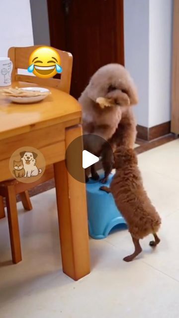 Funny Animal Videos Dogs, Smiling Dogs Funny, Dogs And Puppies Videos, Funny Animals Talking, Cute Dog Videos Funny, Cute Dogs Videos, Puppy Videos Funny, Funny Dog Videos Hilarious, Funny Baby Animals