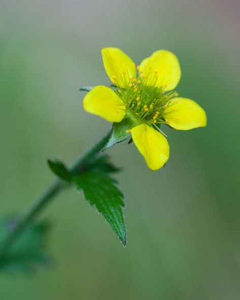 Wood Avens - A Foraging Guide to Its Food, Medicine and Other Uses Wood Avens, Foraging Guide, Plant Palette, Flea Repellent, Herbal Plants, Food Medicine, Missouri Botanical Garden, Wild Edibles, Rose Family