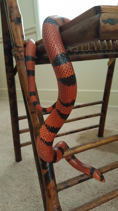 Tigger! Tangerine Honduran milk snake Honduran Milk Snake, Snake Morphs, Snake Pet, Rosy Boa, Danger Noodle, Milk Snake, Pretty Snakes, Ball Python Morphs, Corn Snake