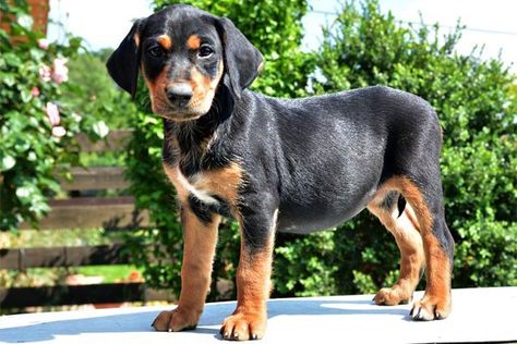 Transylvanian Hound Puppies Breed information & Puppies for Sale Transylvanian Hound, Funny Dog Signs, Cute Fluffy Dogs, Hound Breeds, Akc Breeds, Hound Puppies, Funny Dog Photos, Dog Jokes, Really Cute Puppies