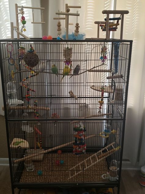 Cage For Birds Ideas, Cage Ideas For Birds, Pet Bird Cage Decor, Diy Bird Cage Accessories, Parakeet Setup, Budgies Cage Ideas, Bird Cage Set Up Ideas, Bird Cage Decoration Ideas, Diy Parakeet Cage Ideas