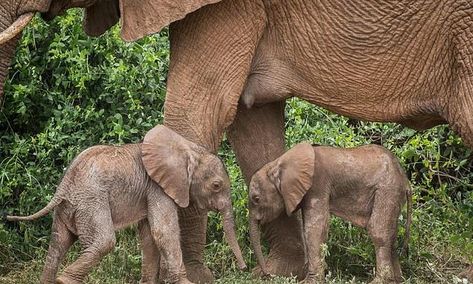 Elephant Birth, Elephant Face, Habitat Destruction, Save The Elephants, Safari Park, Life Help, Elephant Family, African Elephant, Twin Babies