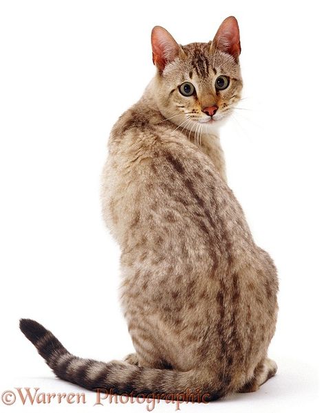 Cat Looking Over Shoulder, Different Cat Breeds, Cat And Dog Photos, Male Cat, Cat Anatomy, Cat Personalities, Cat Species, Cat Reference, Tabby Kitten