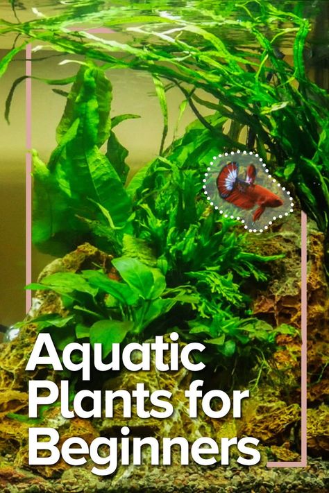 Plant Aquarium, Plants For Beginners, Biotope Aquarium, Freshwater Plants, Freshwater Aquarium Plants, Diy Fish Tank, Saltwater Fish Tanks, Aquatic Garden, Planting Guide