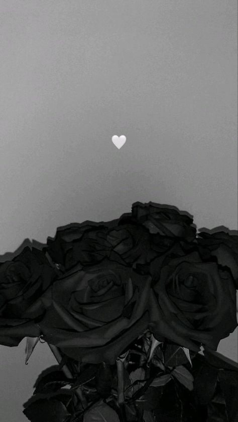 Black Roses, Roses, Black And White, Wall, Pins, White, Black