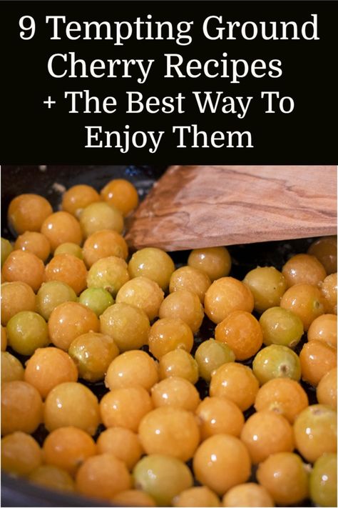 If you're wondering what to do with all of those delicious ground cherries, I've got 9 ways to put them to good use, including the best way to enjoy them. Ground Cherry Tomato Recipes, Ground Cherry Dessert Recipes, Ground Cherry Recipe, Recipes With Ground Cherries, Ground Cherry Crisp, Canning Ground Cherries, Ground Cherry Preserves, Ground Cherries Plant, Ground Cherry Jam Recipes