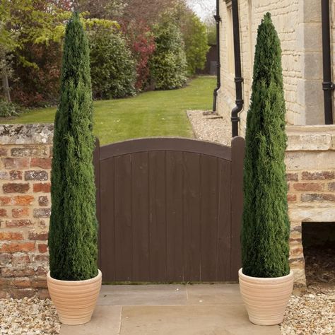 You Garden - Pair of Italian Cypress Trees 60-80cm Tall Ornamental Trees in 14cm Pots - Mediterranean Trees for UK Garden in Pots - Garden Ready Plants for Outdoor 2 x Italian Cypress Trees 80-80cm : Amazon.co.uk: Garden Mediterranean Trees, Bay Trees, Italian Cypress Trees, Mediterranean Gardens, Big Pots, Italian Cypress, Bay Tree, Fire Pit Landscaping, Banana Plants