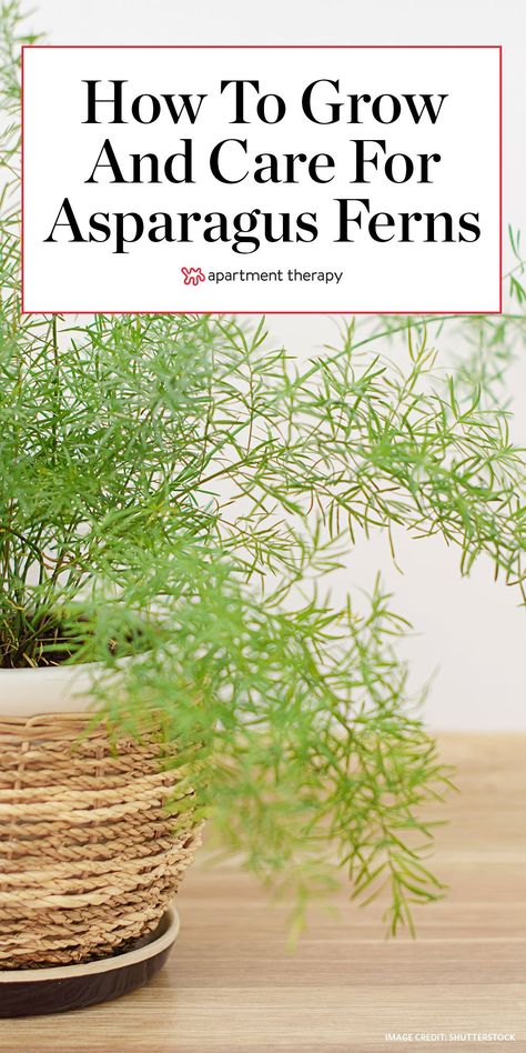 Here's how to grow and care for asparagus ferns, also known as foxtail ferns. #houseplants #indoorplants #plantcare #planttips #plantideas #ferns #fernplant #ferncare #foxtailfern #asparagusfern Ferns Houseplant, Foxtail Fern Care, Plant Arrangements, Asparagus Fern Care, Foxtail Fern, Asparagus Plant, Indoor Ferns, Growing Asparagus, Ferns Care