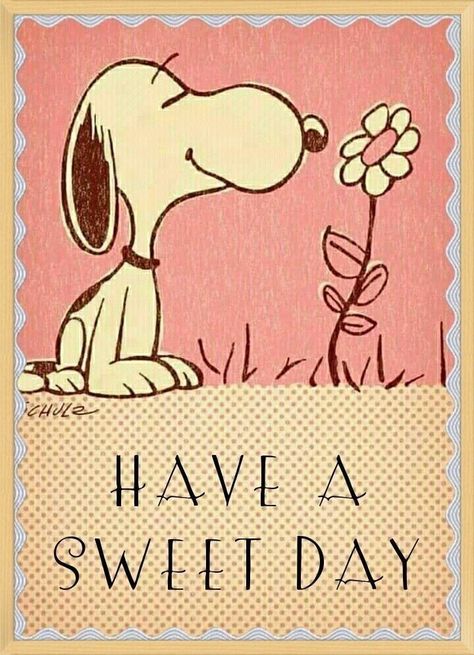 Happy Snoopy, Charlie Brown Quotes, Peanut Gallery, Good Morning Snoopy, Daily Greetings, Snoopy Funny, Funny Good Morning Quotes, Snoopy Images, Snoopy Wallpaper