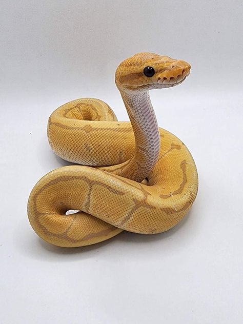 Yellow Ball Python, Snake Reference, Dream Snake, Rare Albino Animals, Baby Snakes, Pretty Snakes, Colorful Snakes, Yellow Snake, Ball Pythons