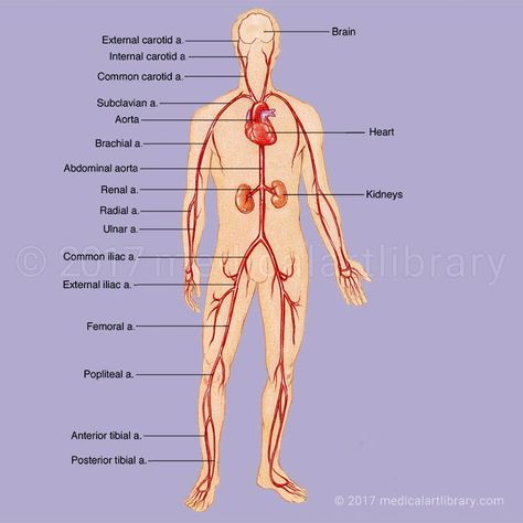 Body Systems Archives - Medical Art Library Femoral Artery, Human Body Diagram, Internal Carotid Artery, Subclavian Artery, Abdominal Aorta, Carotid Artery, Body Diagram, Female Reproductive System, Newborn Feeding