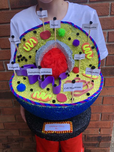 Creative Animal Cell Model Project Ideas, Cell Structure Project, Parts Of Animal Cell, Human Cell Project Ideas, Cell Project Ideas Models, Cell Diagram Project, Cell Project Ideas, 3d Animal Cell Project, 3d Cell Project