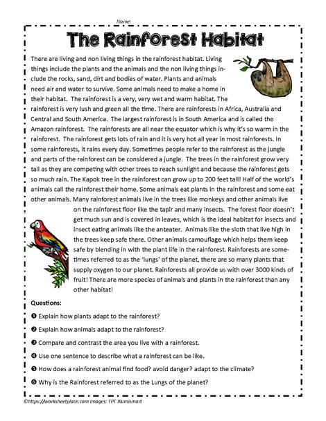 Rainforest Worksheets, Animal Adaptations Activities, Rainforest Preschool, Animal Adaptation, Rainforest Activities, English Education, Animal Adaptations, Literacy Worksheets, Animal Study