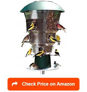 Top 20 Best Squirrel Proof Feeders Reviewed and Rated in 2022 Large Bird Feeders, Squirrel Baffle, Squirrel Proof Bird Feeders, Wild Bird Feeders, Green Animals, Believe Me, Strong Wind, Small Birds, Bird Feeder