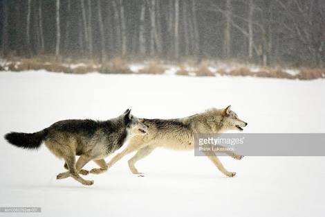 Running Side View, Wolf Poses, Wolf Dreamcatcher, Wolf Running, Werewolf Aesthetic, Running Photos, Wolf Stuff, Pet Resort, Wolf Photos