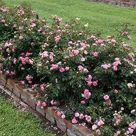 Sweet Drift Roses, Drift Roses, Farm Nursery, Fragrant Plant, Rose Vines, Full Size Photo, Shrub Roses, Fragrant Flowers, Flower Bed