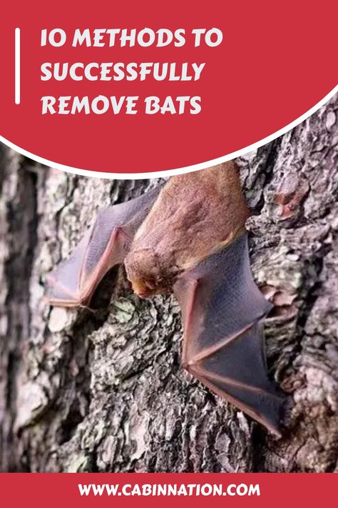 Effective Ways to Repel Bats Naturally. Discover Simple Bat Removal Techniques, Identify Bat Droppings, and Explore Bat Exclusion Tools. Keep your space bat-free effortlessly! Bat Deterrent, Bat Repellent, Getting Rid Of Bats, Bat Box, Bat House, Under Decks, Dog Whistle, Cabin Ideas, Repellent