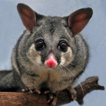 Australian Possum, Brushtail Possum, Australian Mammals, Australia Nature, Australian Fauna, Australia Animals, Australian Flora, Australian Wildlife, Australian Birds