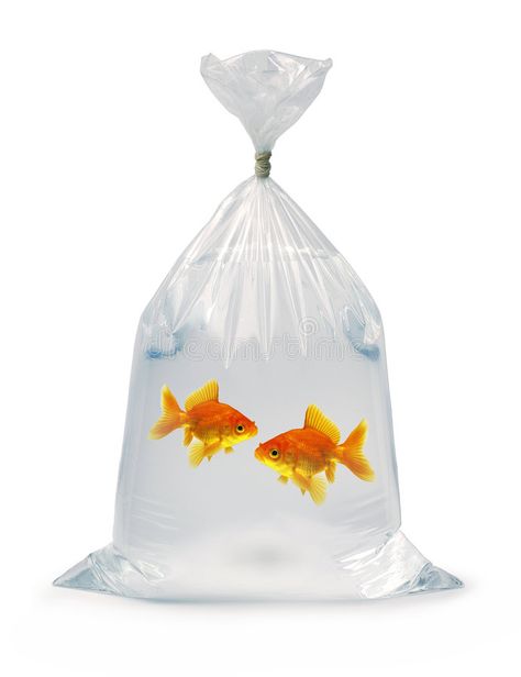 Two Goldfish in a bag. Two goldfish in a plastic bag , #affiliate, #bag, #Goldfish, #plastic, #goldfish #ad Diy Fishing Decor, Plastic Background, Fishing Room, Different Fish, Soap Bag, Fish Crafts, Fishing Birthday, Kids Fishing, Marine Fish