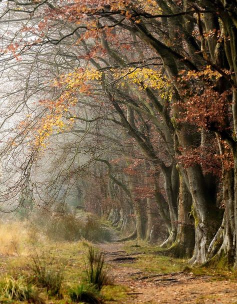 Your pictures of Scotland 6 - 13 November - BBC News Scotland In November, Scotland November, Dark Academic, Beautiful Scotland, Brown Image, Isle Of Arran, 13 November, Fire Image, Image Caption