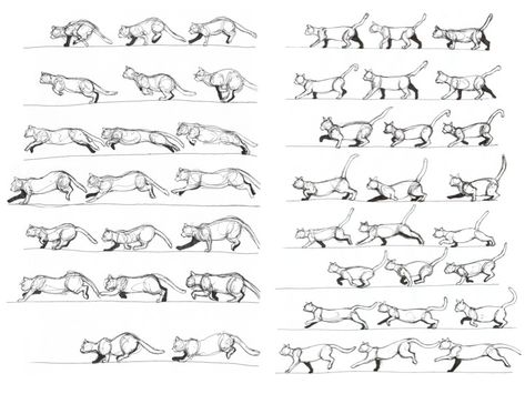 Paula Davey, Animation Module: Cat Movement Cat Movement, Movement Animation, Creature Animation, Cats Poses, Animation Walk Cycle, Running Drawing, Walk Cycle, Animal Movement, Cat Drawing Tutorial