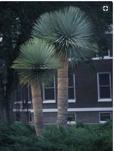 Yucca Rostrata Garden, Beaked Yucca, Yucca Tree, Yucca Rostrata, Purple Flowering Plants, Palm Trees Landscaping, Yucca Plant, Dry Garden, Zone 5