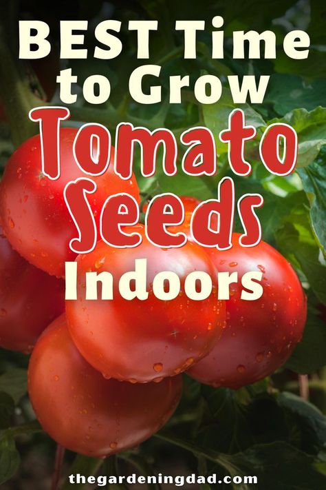 Do you want to grow tomatoes from seed this year? Then read this article to find the BEST Time to Grow Tomato Seeds Indoors no matter where you live! #tomato #seeds #vegetablegarden Backyard Hacks, Tomatoes Growing, Growing Tomatoes Indoors, Grow Tomatoes, Gardening Hacks, Tomato Seeds, Growing Tomatoes, Organic Gardening, Cherry Tomatoes