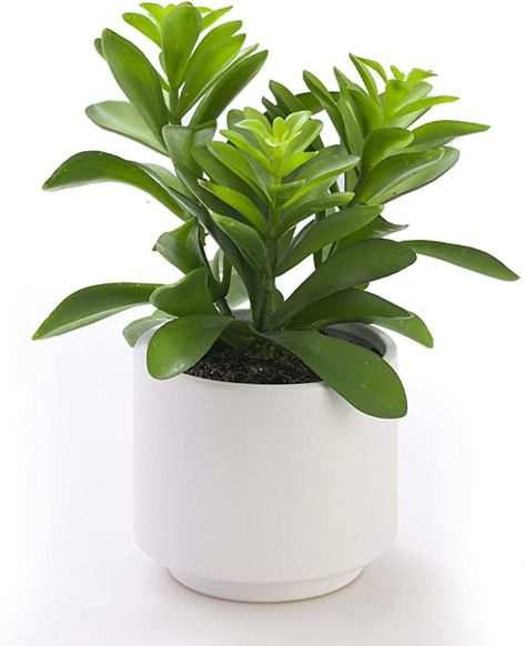 AmazonSmile: Artificial Plant in Ceramic Pot, Fake Succulent Plant for Home Decor, Faux Plant, 8.75" Small Fake Artificial Plants and Succulants Plants for Indoor, Home or Office, White Decorative Potted Plant: Kitchen & Dining Fake Desk Plant, Fake Plant Bedroom, Colourful Bathroom, Desk Plant, Fake Potted Plants, Room Wishlist, Artificial Eucalyptus Garland, Cheap Plants, Plant Succulents