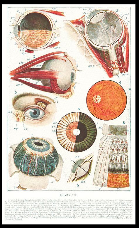 A map of the anatomy that maps our everyday life. Veins run like roads, iris' shaped like the world. Eye Medical Illustration, Eye Anatomy Drawing Medical, Eye Diagram Anatomy, Eyeball Diagram, Eye Anatomy Diagram, Eye Anatomy Art, Ophthalmology Art, Eyeball Anatomy, Eyes Anatomy