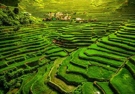 10 Terrace Farming Around The World | Types Of Farming Banaue Rice Terraces, Types Of Farming, Banaue, Puerto Princesa, Rice Terraces, Baguio, Tourist Spots, Palawan, Beautiful Country