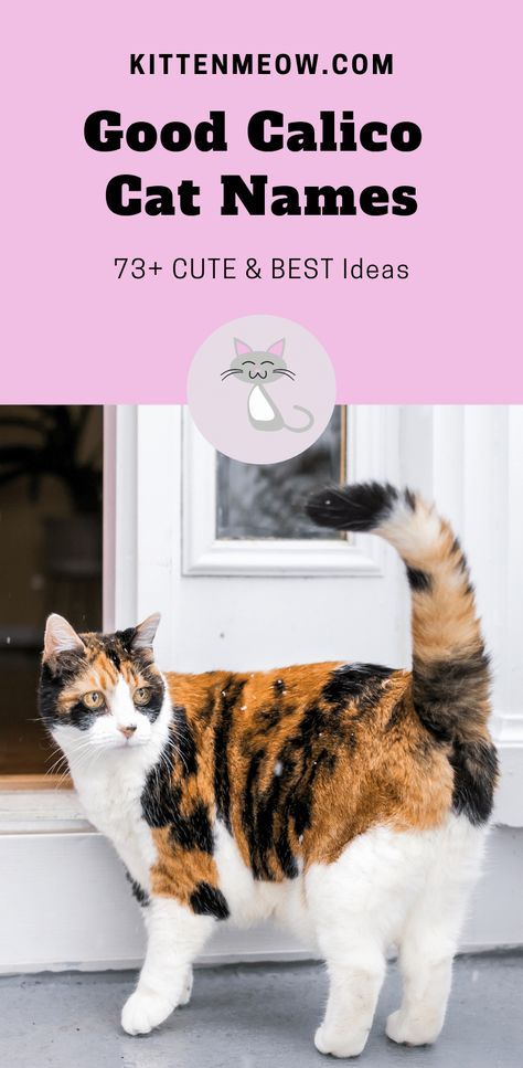 Good Calico Cat Names 73+ CUTE & BEST Ideas - KittenMeow Female Cat Names Unique, Kitten Names Unique, Dilute Calico Cat, Ginger Cat Names, Calico Cat Names, Boy Cat Names, Girl Cat Names, Unique Cat Names, Cute Cat Names