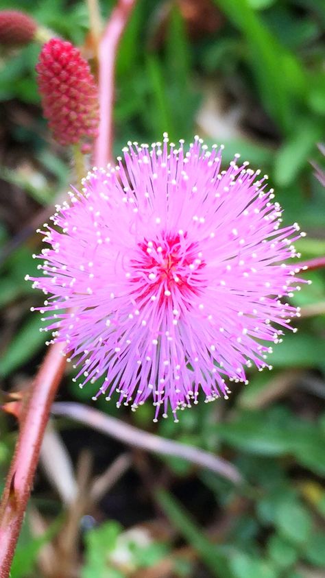 Makahiya Flower 😊 Makahiya Plant, Sensitive Plant, Plant Flower, Artificial Flowers, Flower Art, Kim Taehyung, Planting Flowers, Dandelion, Glass Art