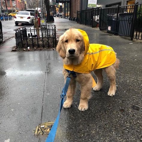 Dog Fever, Walk In The Rain, Walking In The Rain, Dog Hat, Golden Retriever Puppy, Cat Facts, Fluffy Animals, Instagram Dogs, Dog Park