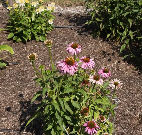 How to Plant Coneflower Prairie Plants, Garden Tricks, Prairie Planting, Yellow Orange Pink, Corner Garden, Drought Tolerant Plants, Replant, Fall Plants, Yellow Leaves