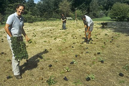 Wildflower meadow: maintenance / RHS Gardening Wildflower Patch, Chamomile Lawn, Hampton Court Palace Gardens, Garden Uk, Prairie Planting, Lawn Alternatives, Wildlife Garden, Meadow Garden, Growing Greens