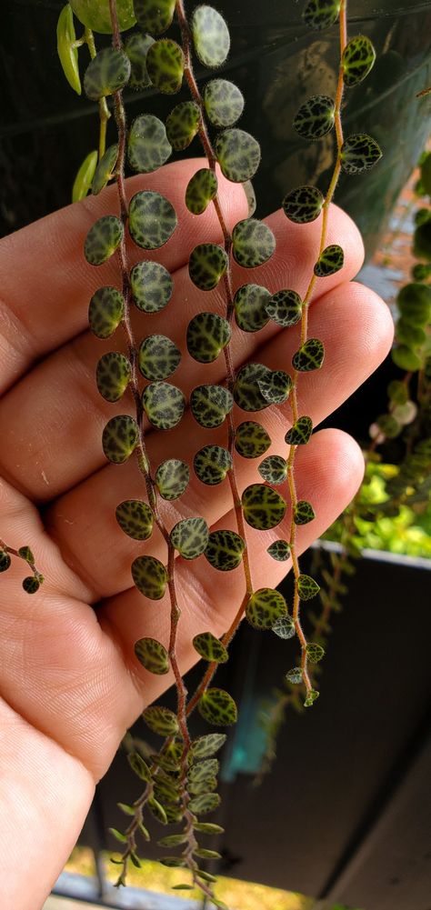 String of turtles - Prostrata Peperomia. Each leaf looks like turtle shells. New growth, baby leaves. Turtle Plant, Baby Turtles, Dream House Rooms, Indoor Gardening, Gardening Ideas, House Rooms, Flower Garden, Succulent, Vines